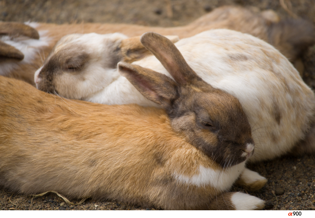 釧路市動物園にて～usagi
