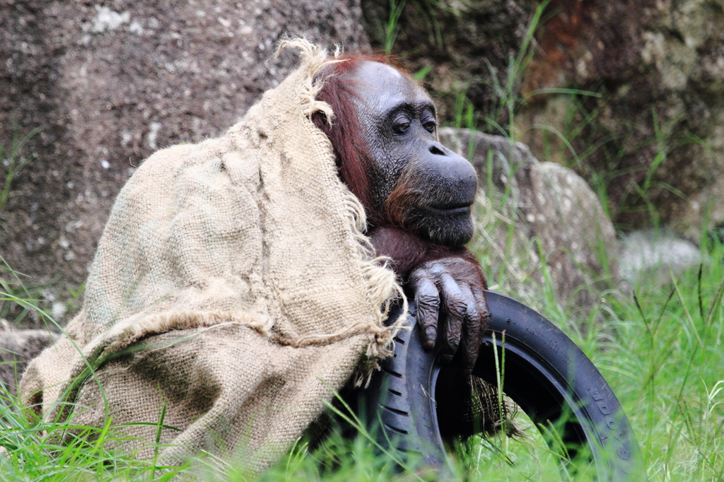 多摩動物公園 