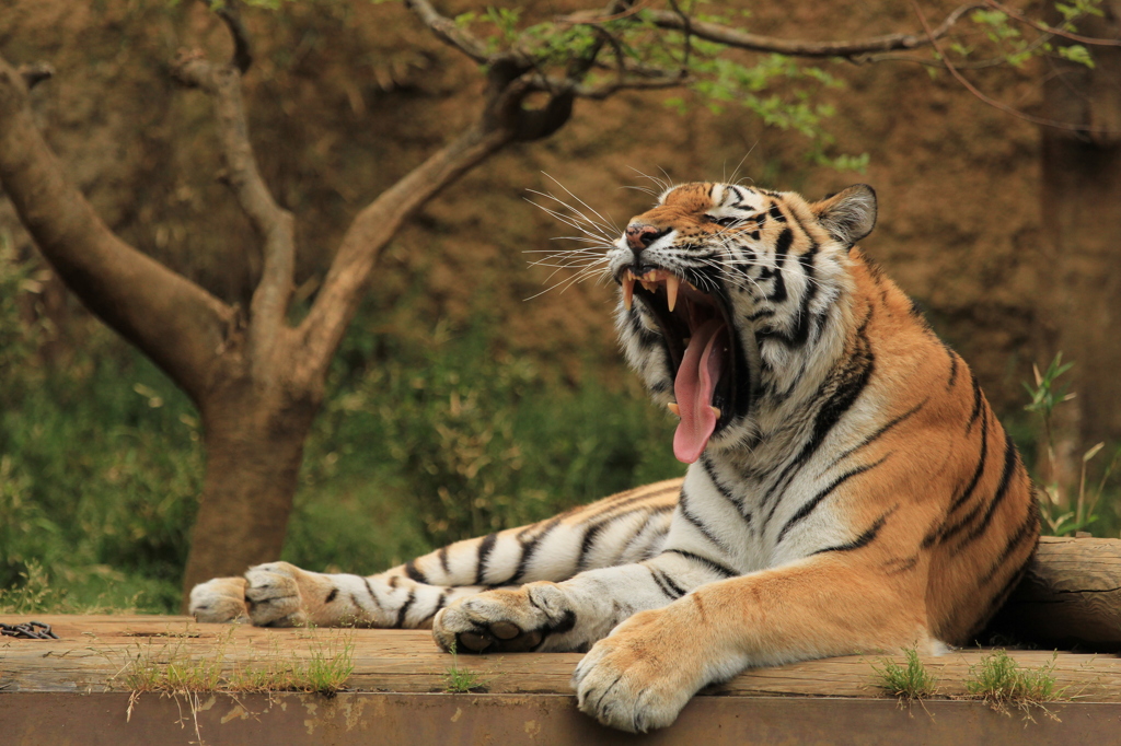 多摩動物公園 