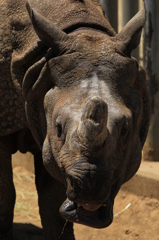 多摩動物公園