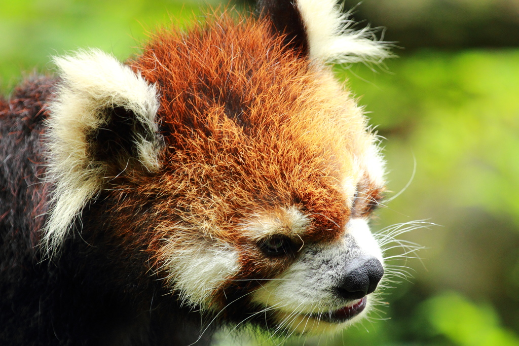 多摩動物公園 