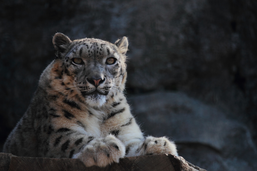 多摩動物公園 