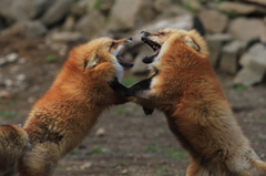 蔵王キツネ村　けんか