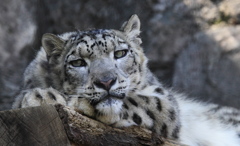 多摩動物公園