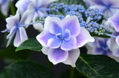 紫陽花