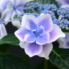 紫陽花