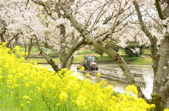 田植え