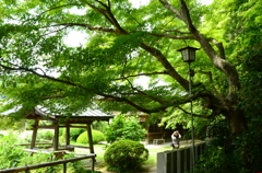 新緑の季節