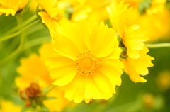 黄色い花（名前がわからない;)