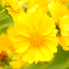 黄色い花（名前がわからない;)
