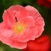 赤い花（名前が・・・;）