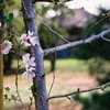 季節はずれの？