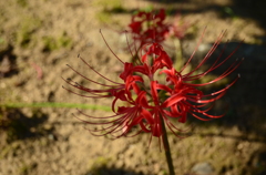 曼珠沙華