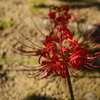 曼珠沙華