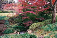 秋の散歩風景