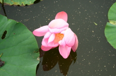 はす