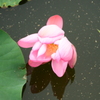 はす