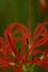 彼岸花④
