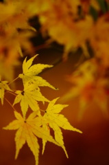 紅葉②