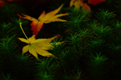 紅葉