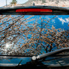 独り占めの桜