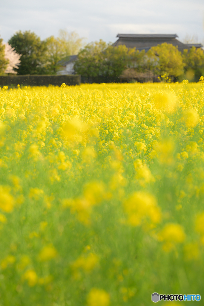 菜の花畑