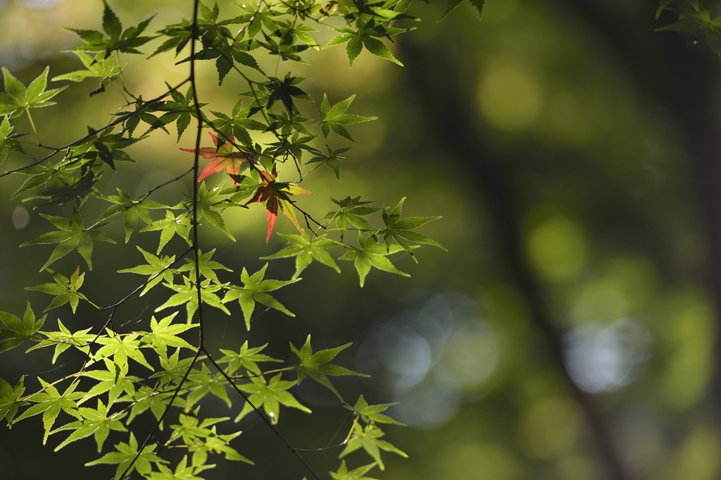 Acer palmatum