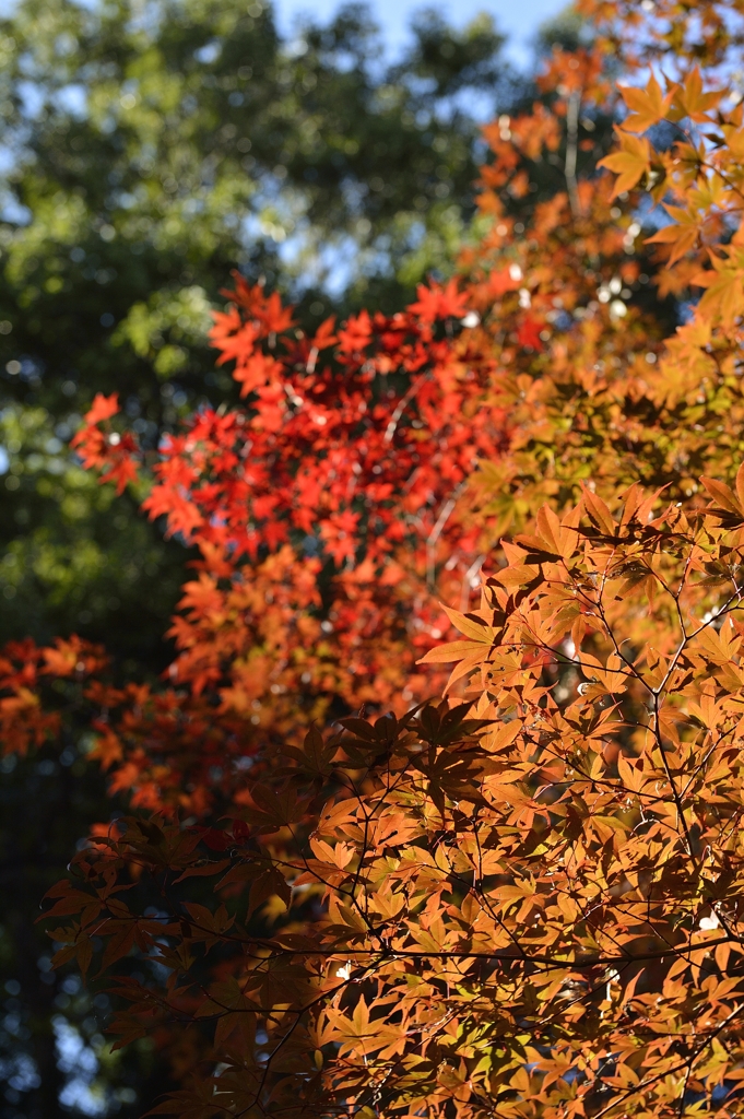 三色紅葉