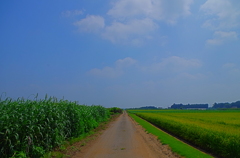夏の畑道～故郷の風景～