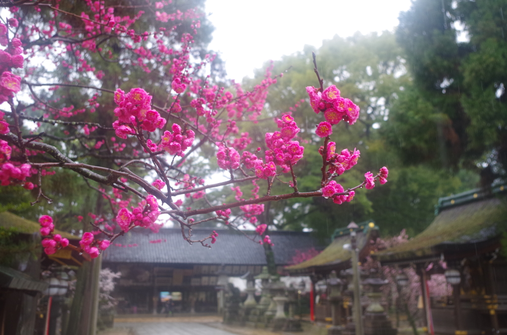 雨寺