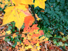晩秋と雪の間の紅葉②