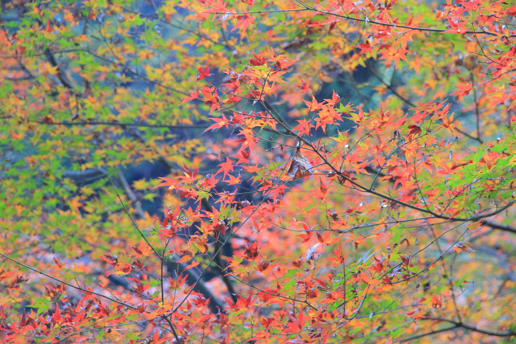 MOMIJI