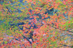 MOMIJI