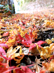 晩秋と雪の間の紅葉