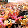 晩秋と雪の間の紅葉