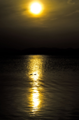 Sunset Duck