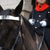 The Horse Guards