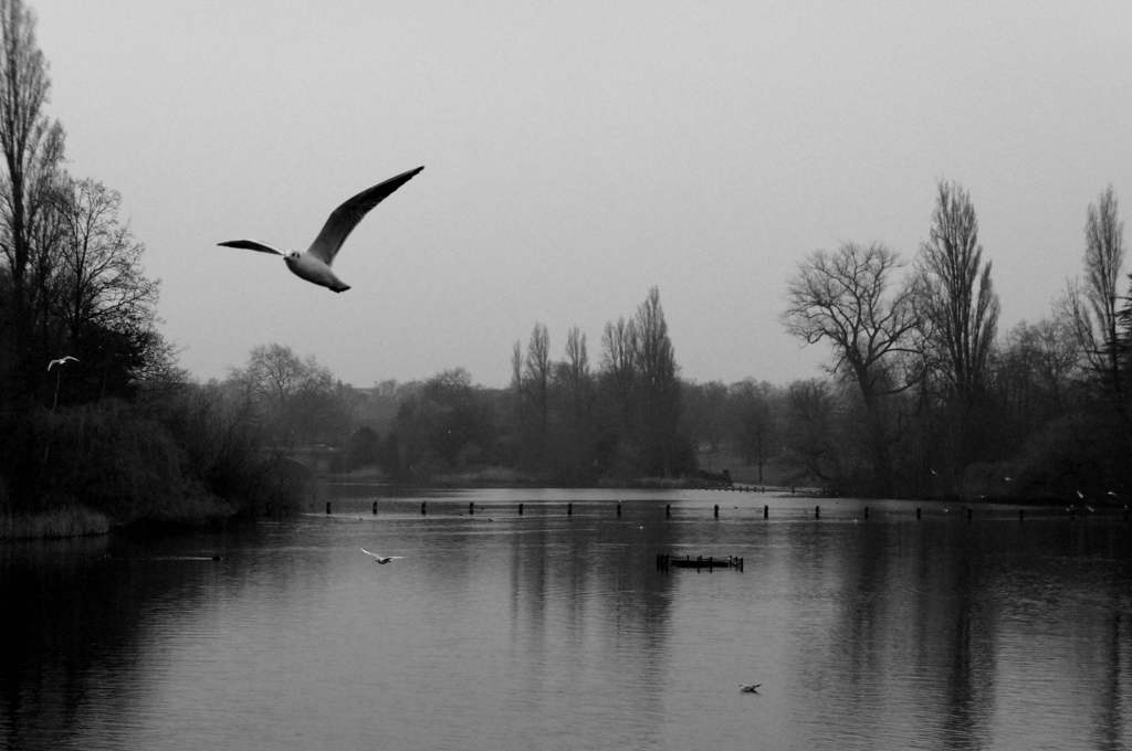 Birds Fly -Grays in London 9-