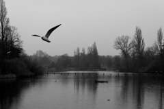 Birds Fly -Grays in London 9-