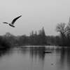 Birds Fly -Grays in London 9-