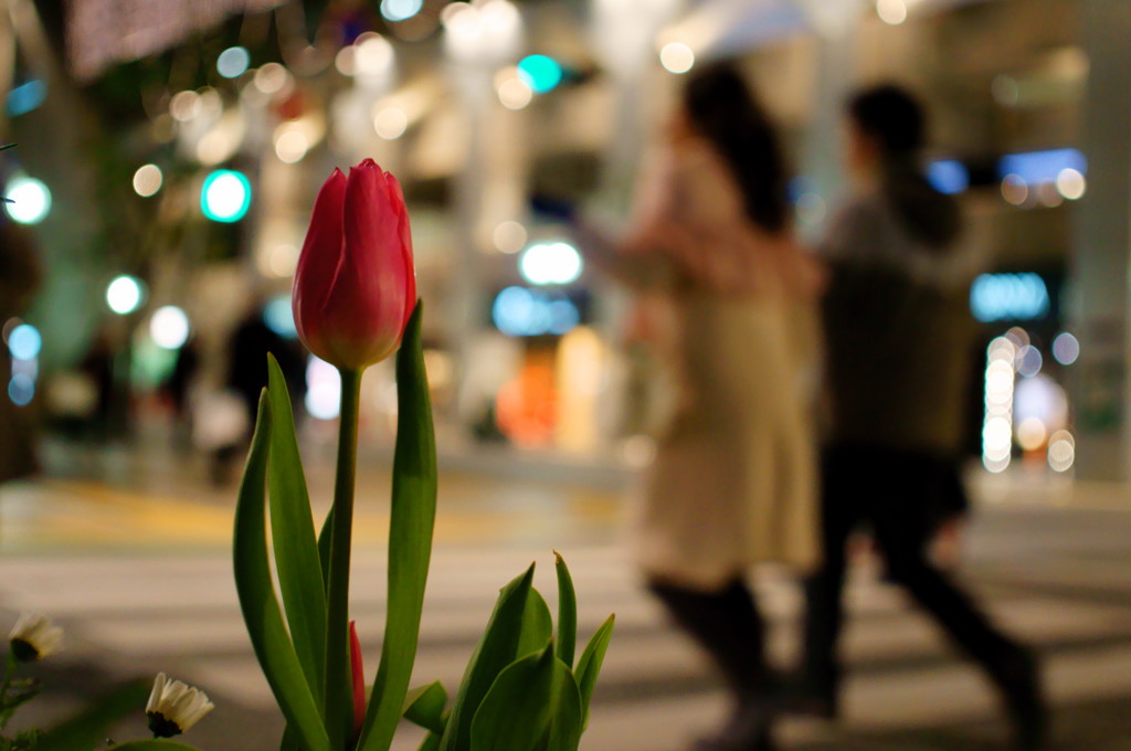 冬の街に咲く春の色　-Night Walk at Kobe 26-