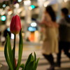 冬の街に咲く春の色　-Night Walk at Kobe 26-