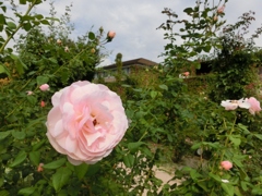 ひらぱーのばら苑