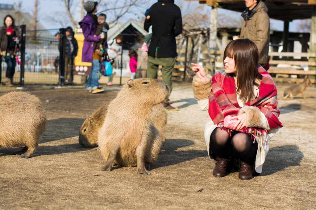 嫁とカピバラさん