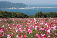 海と花と