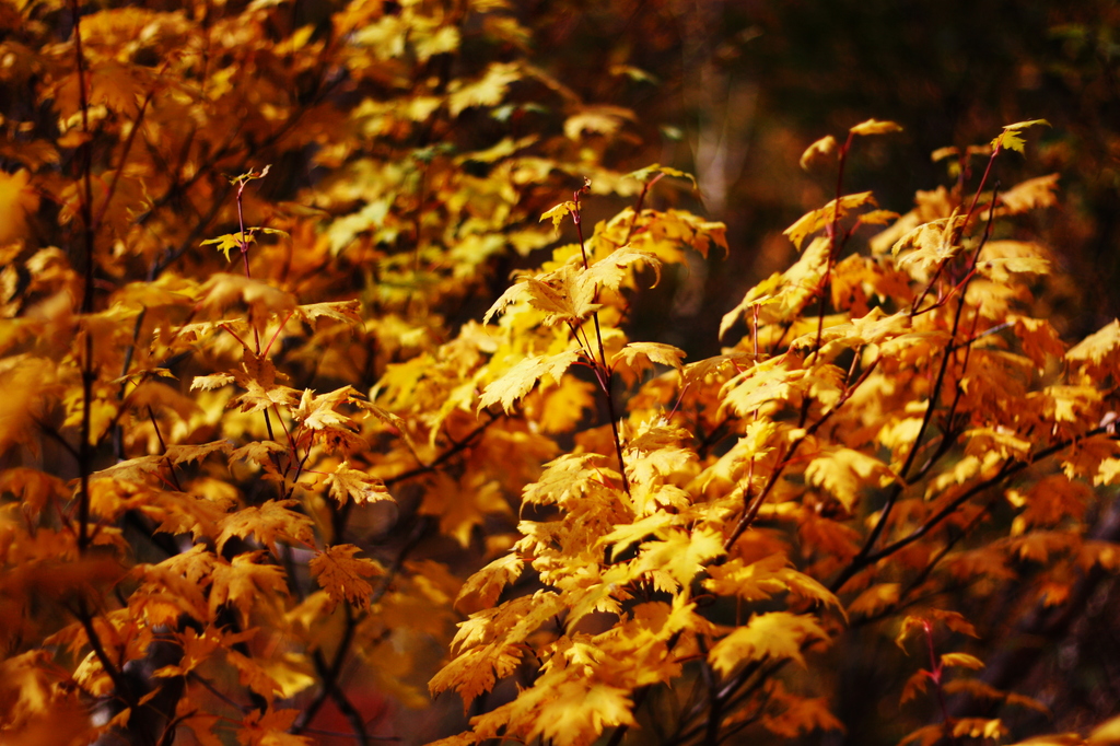 紅葉