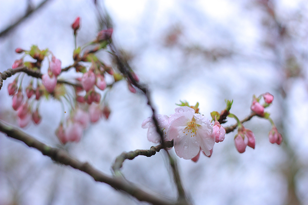 桜開花情報