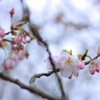 桜開花情報