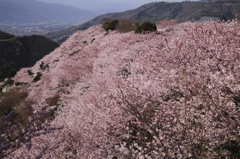 桜山