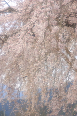 桜、滝の如く